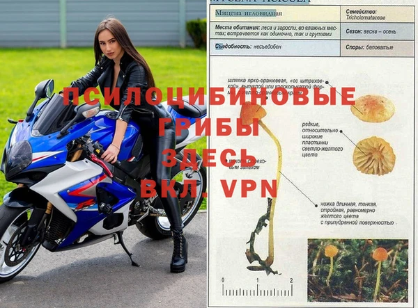индика Богданович